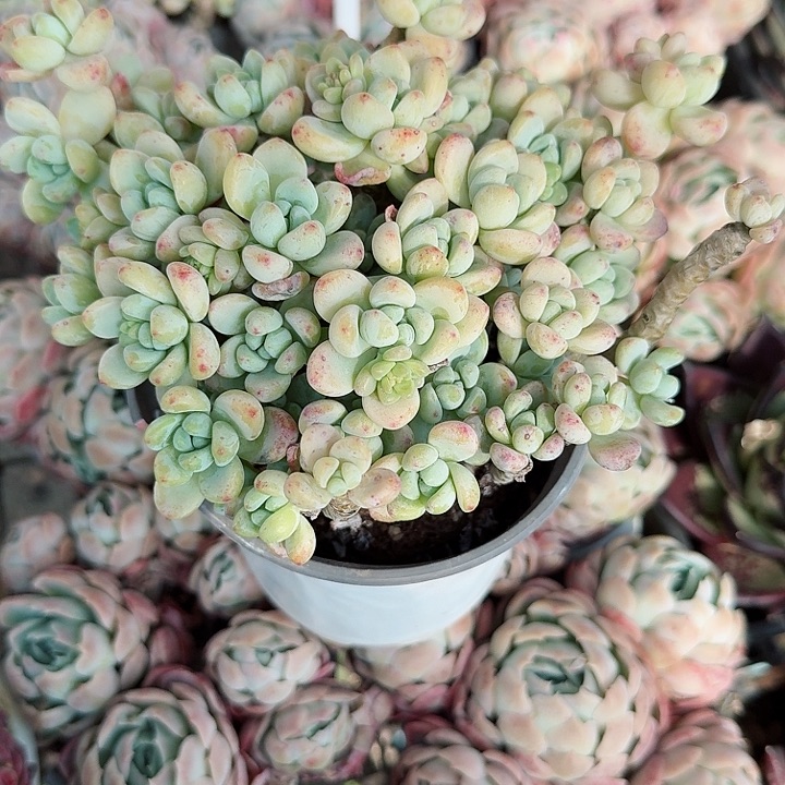 劳尔特价多肉植物