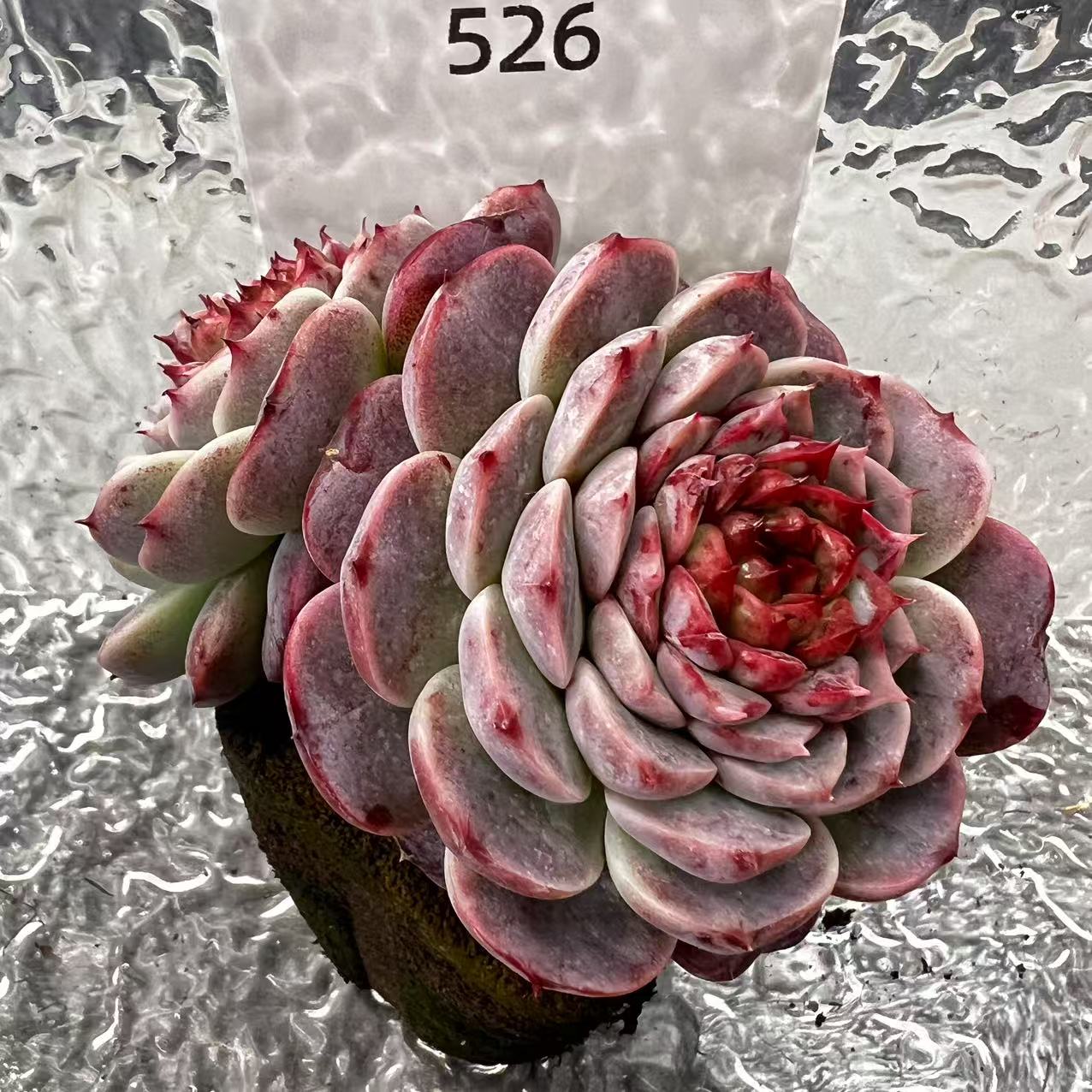 【直播专享】无土多肉--大桩21（1颗/不含盆）