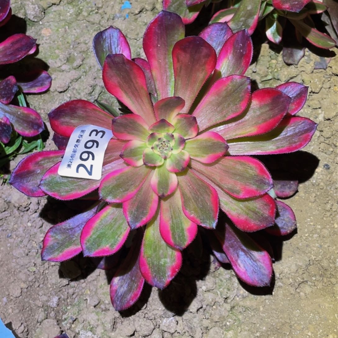 2993烟花花脸多肉植物