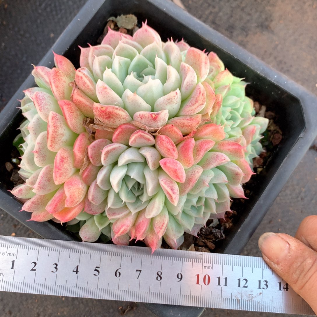 7006不包整散掉头不售后