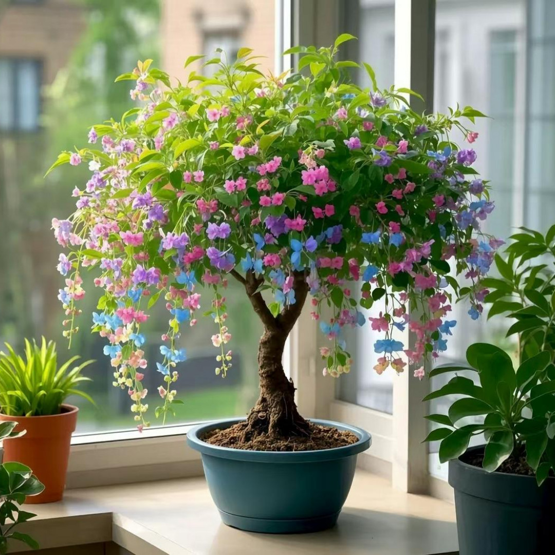 【新品】金丝吊蝴蝶花卉绿植盆栽室内外阳台四季开花耐寒耐热好养活