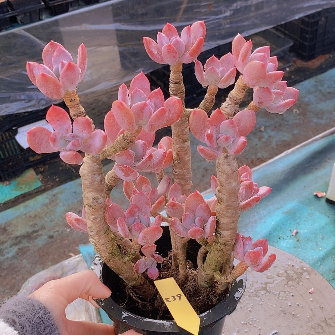 539多肉植物老桩