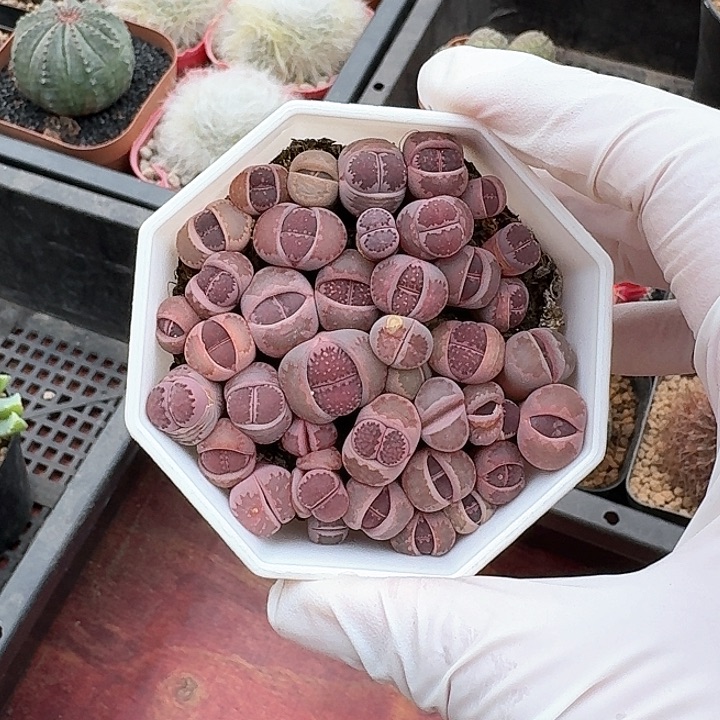 女***?紫色生石花仙人球的