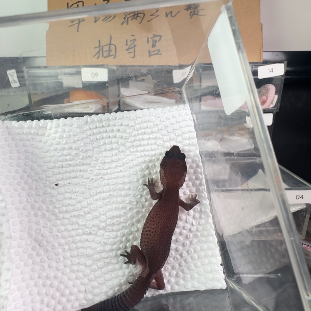 豹纹守宫奥无弟弟