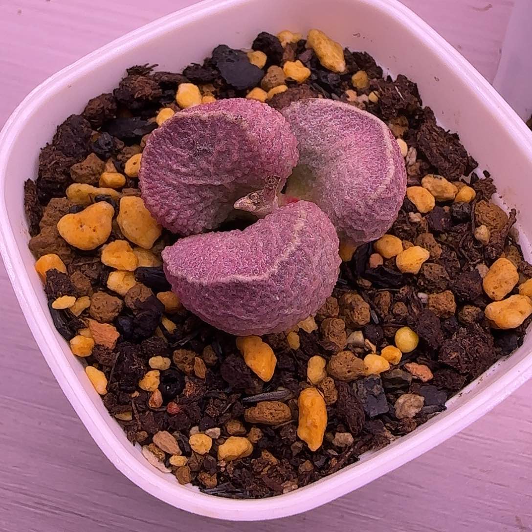 专拍，春天发货，一物一拍