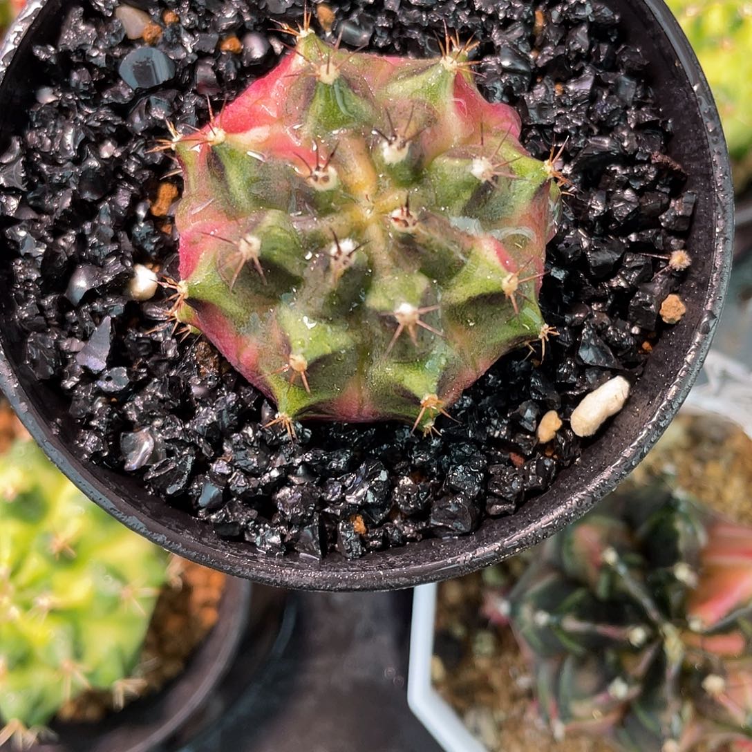 1-乌贼B自根3.9厘米