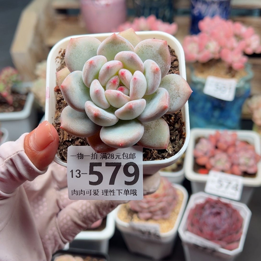 香橙多肉多肉多肉多肉