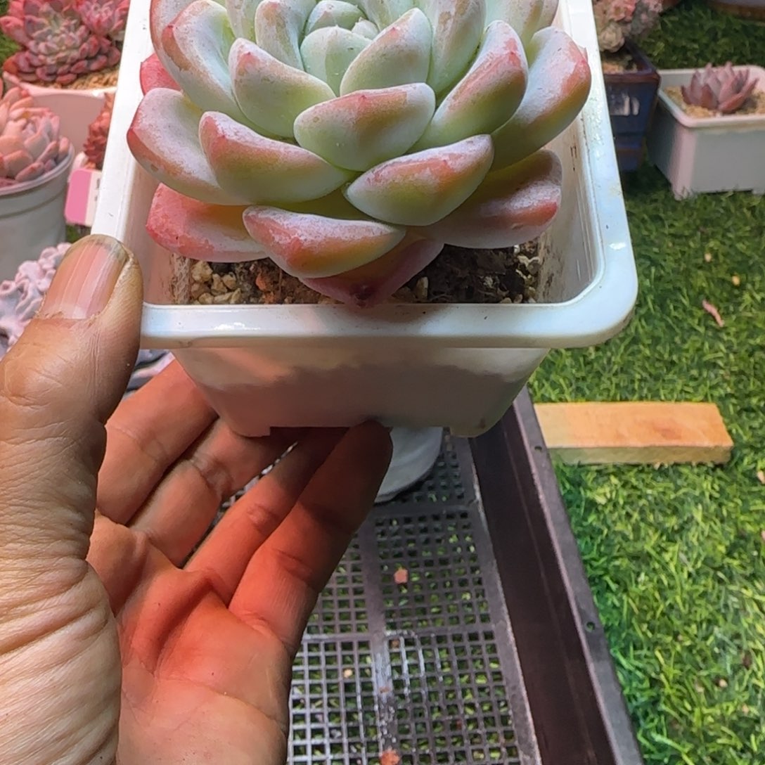 锦安精品多肉编号245