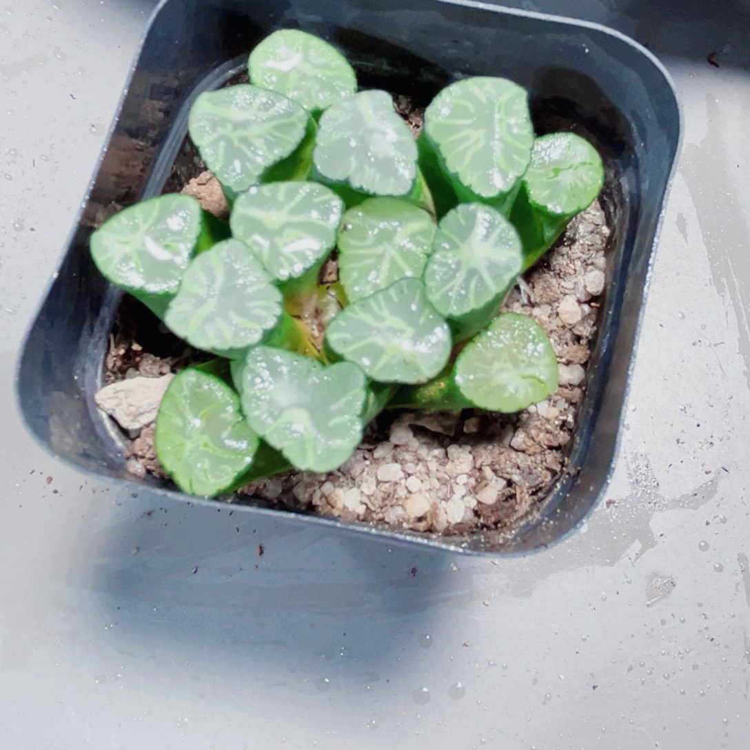 火烧云万象多肉植物