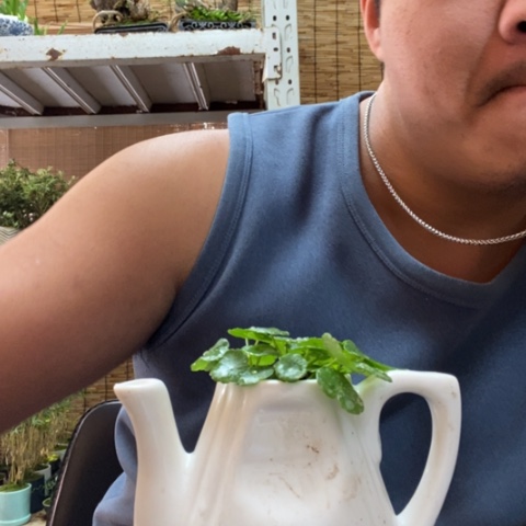 红陶一物一拍所见即所得29