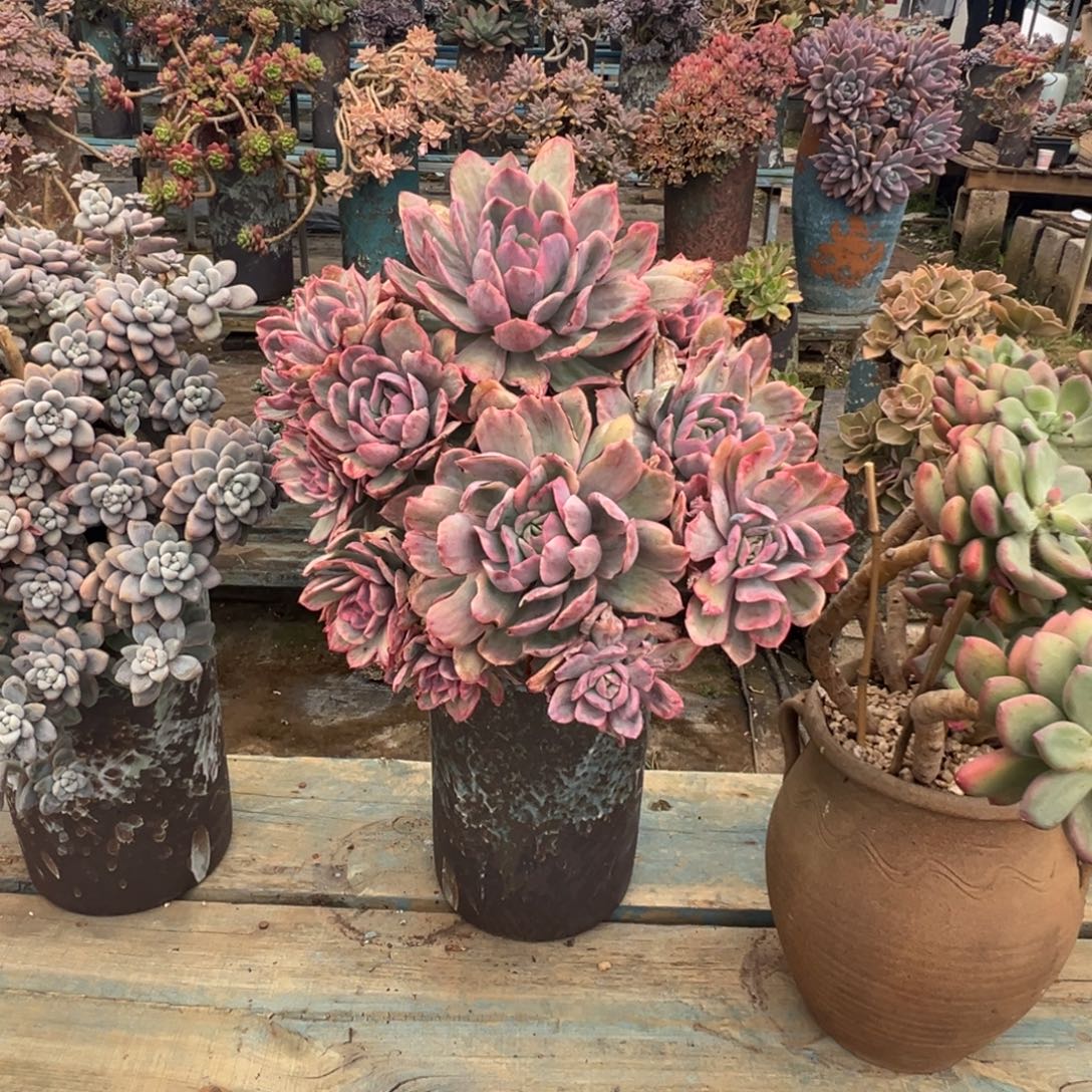 精品绮罗锦妖桩 裸肉