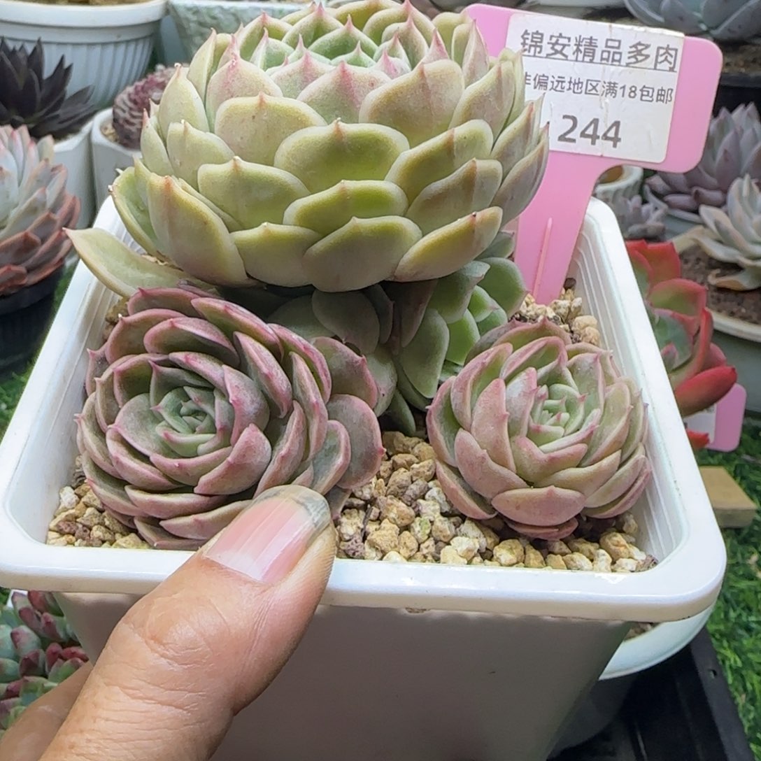 锦安精品多肉植物244