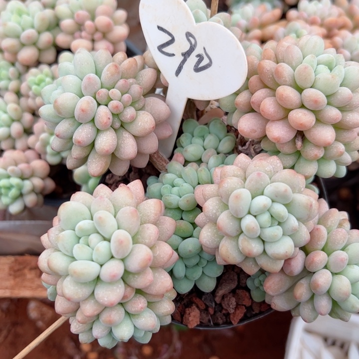 290洛可可平平安安健健康康