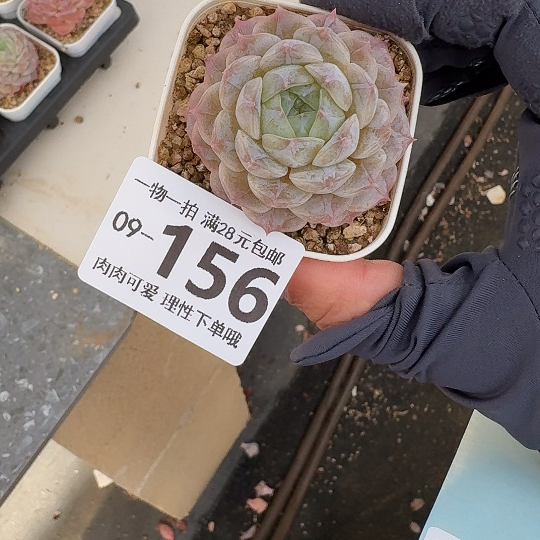 优选珍妮无盆无发货无