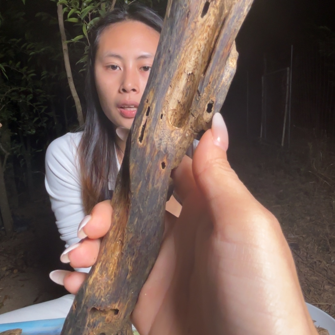 天然虫漏 老料熏香品香