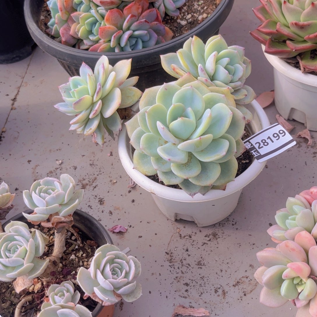 #***！凤橙多肉植物28199