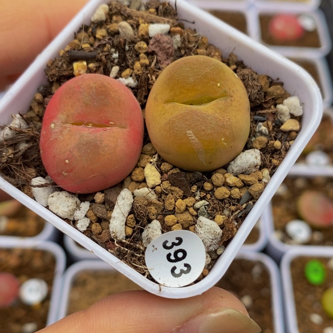 瑕疵2.2cm（多肉植物