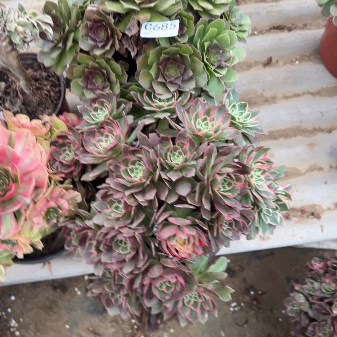 杨***活685四颗组合多肉植物法师