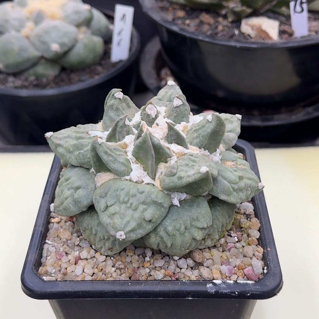 自根怒涛牡丹仙人球