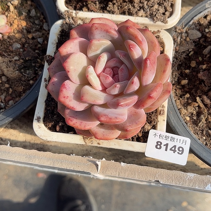 阿雅园艺。        8149凌雪