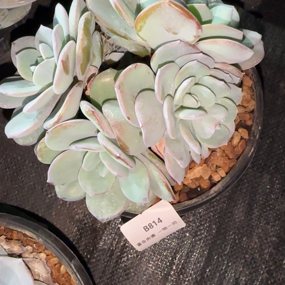 哈***7B814奶茶6头      