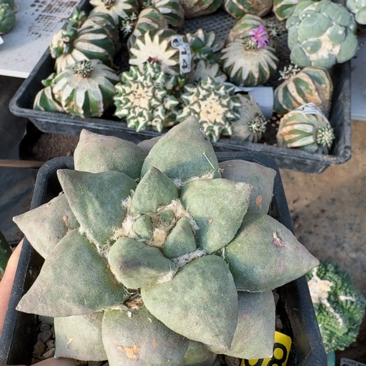 808自根艳肌青瓷牡丹