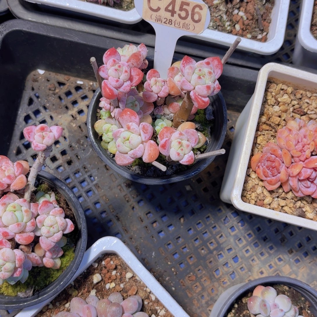 C456香妃一物一拍