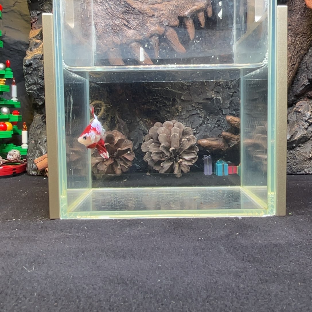 斗鱼十二月二十八日竞价