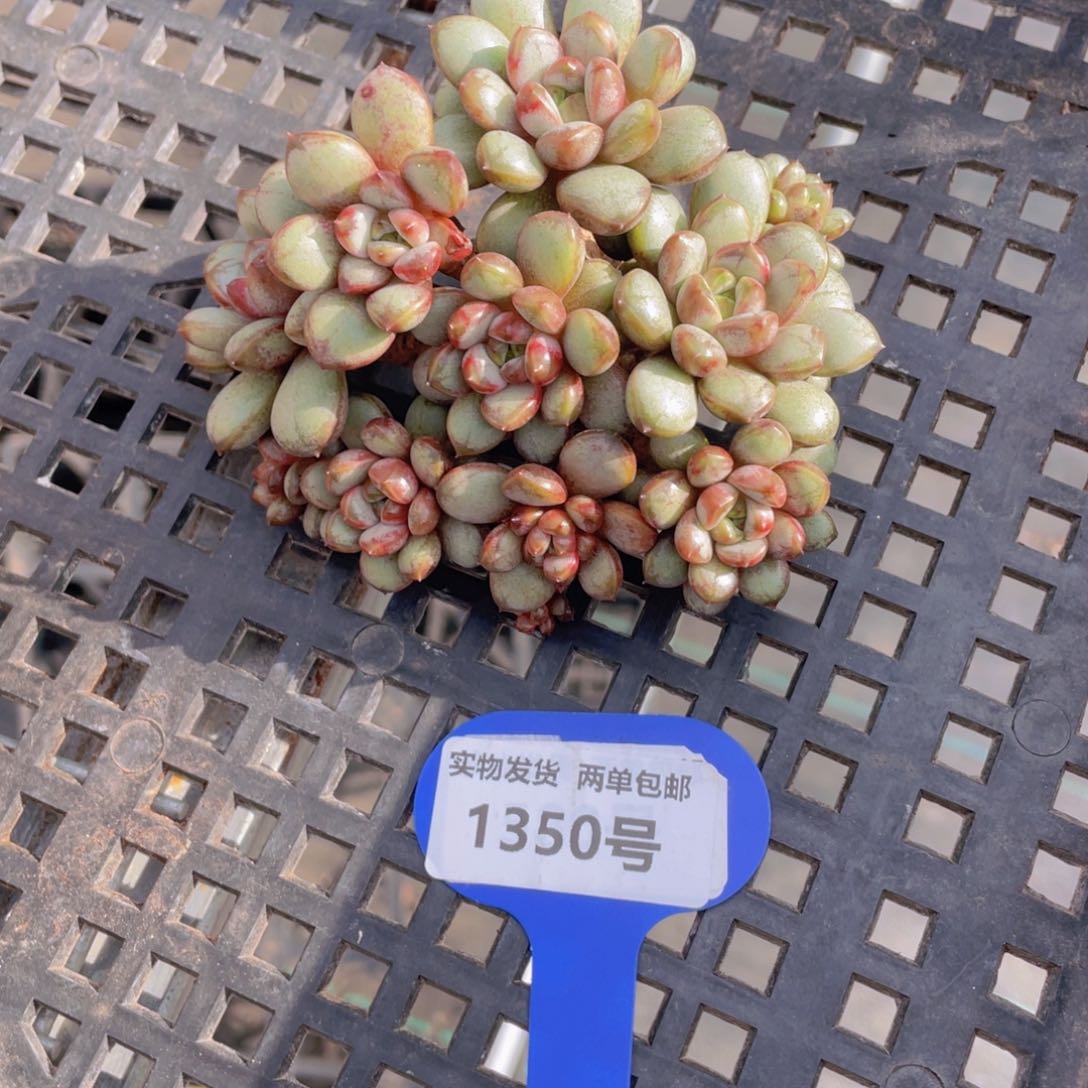 1350号 老桩葡萄大群一个 