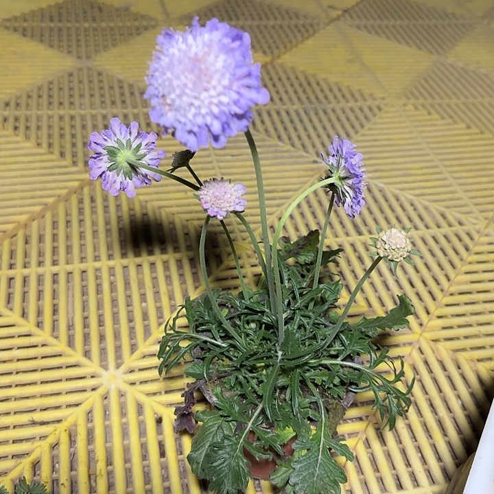 130松虫草带盆发货一个随机