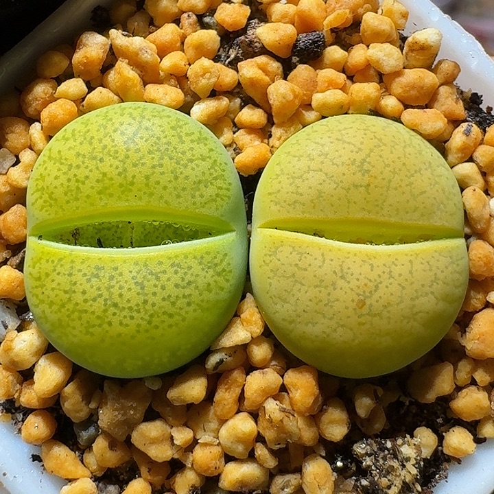 生石花221222。  139