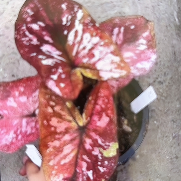 25-0213G1彩叶芋泰国发货