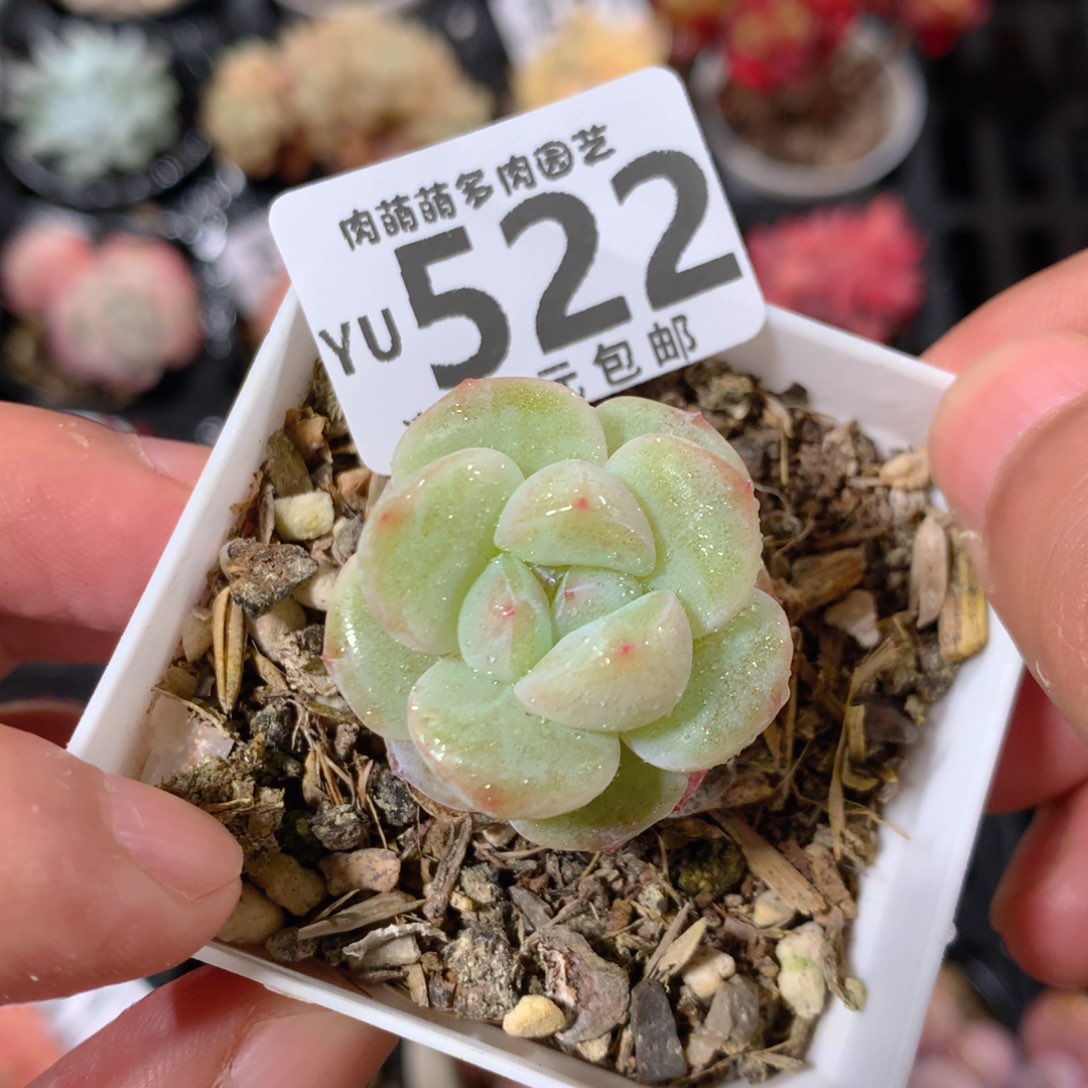 5CM拇指盆精控多肉YU522