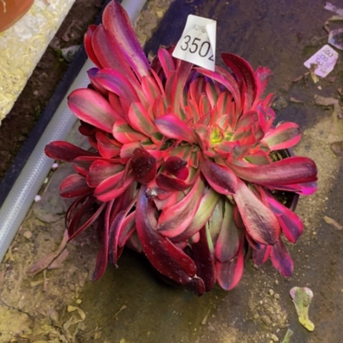 美杜莎多肉植物3502