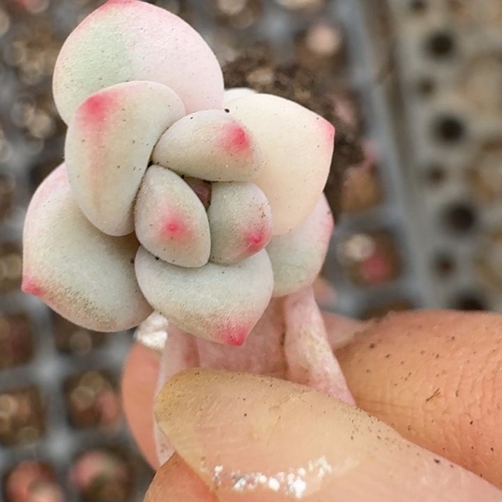 白马叶片多肉锦覆轮25