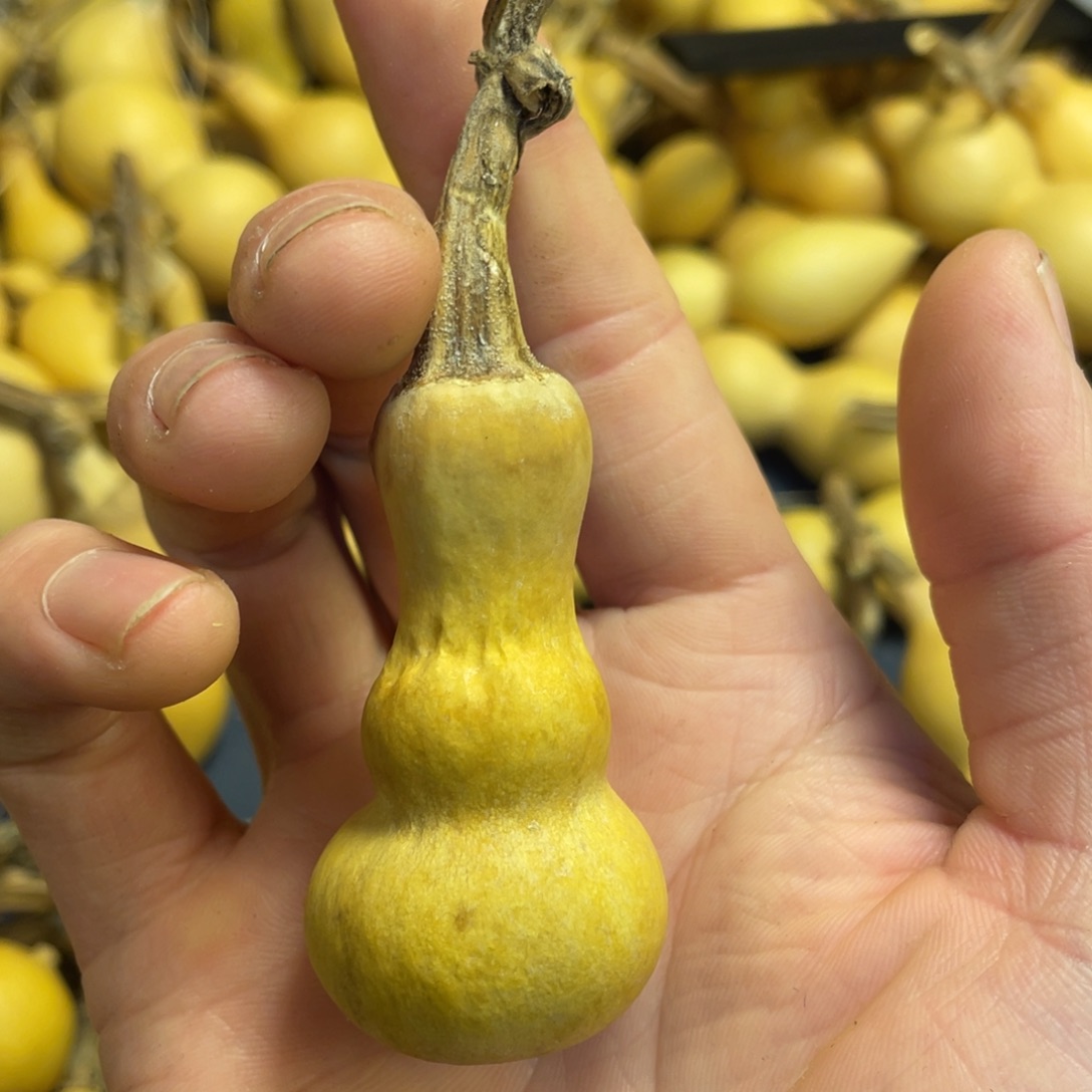 *****大叶紫檀（黑酸枝木类）