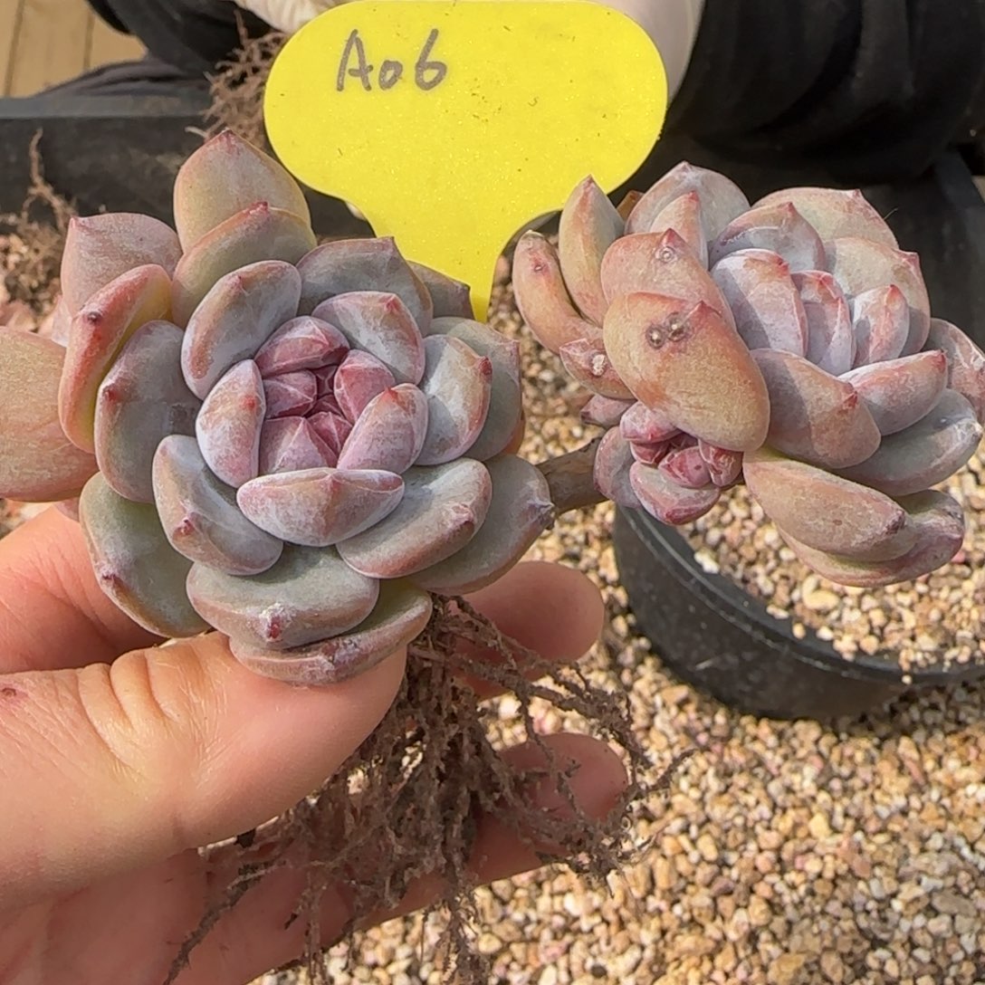 突尼斯星影发货多肉无砍