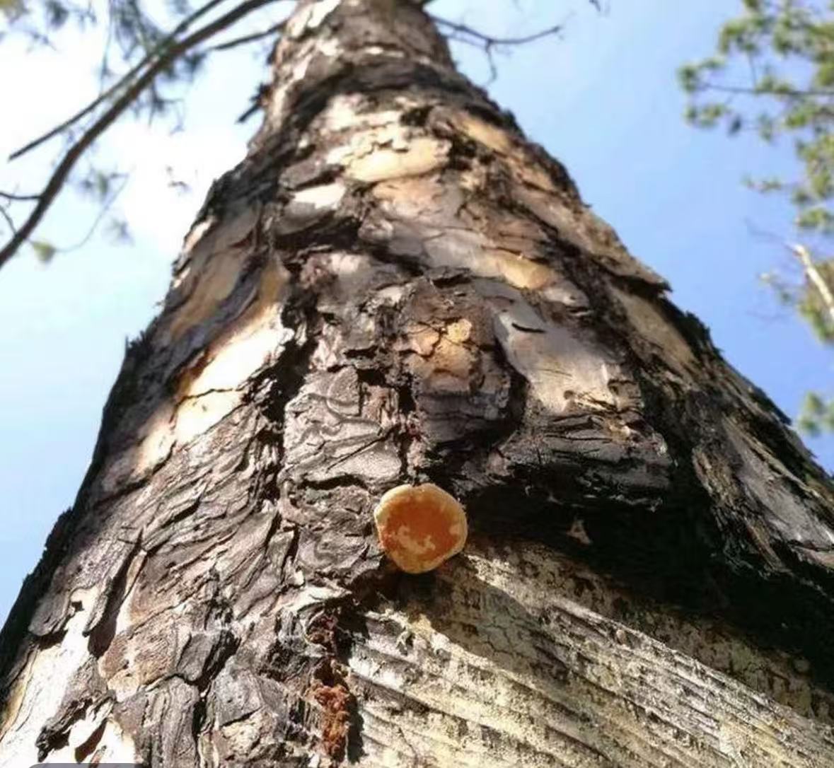 云南优选山货==须元果