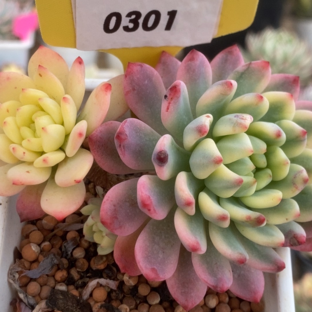 301蓝苹果锦锦锦锦锦