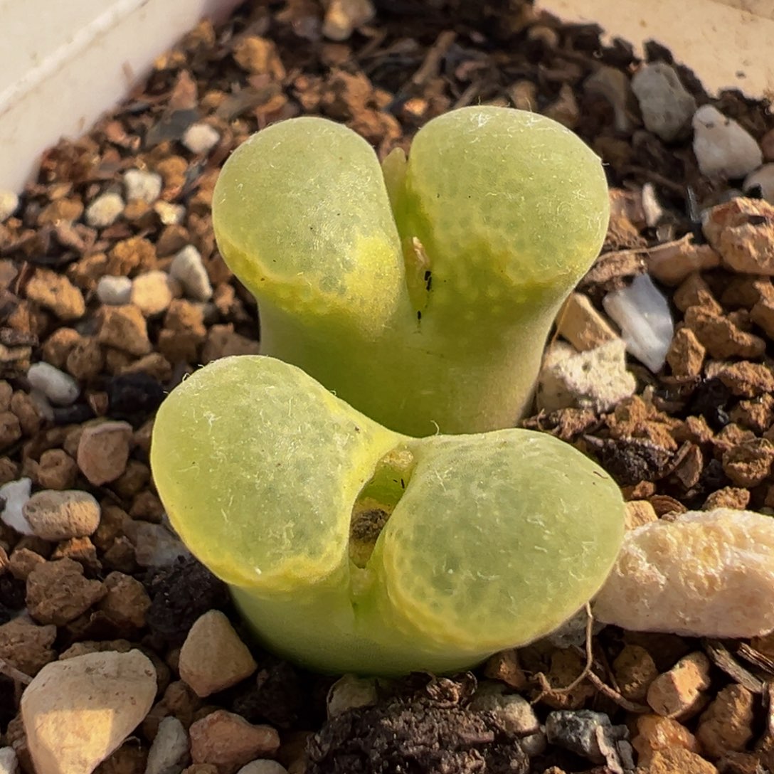 752多肉植物种类多样