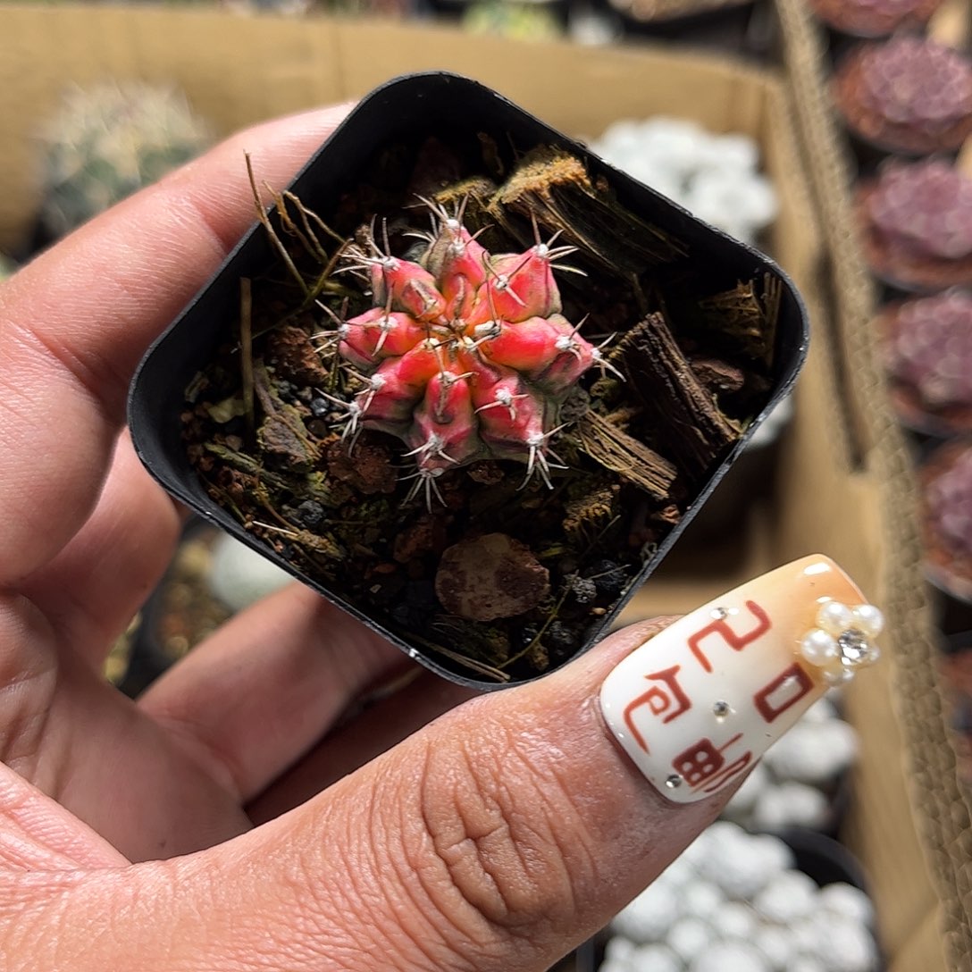 花蝴蝶单头发货单头