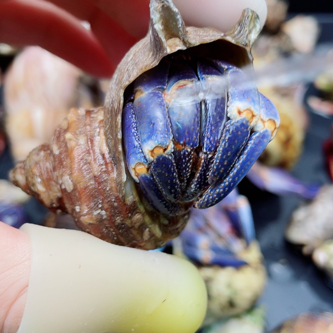 2.6口宝剑壳通体蓝 快冲