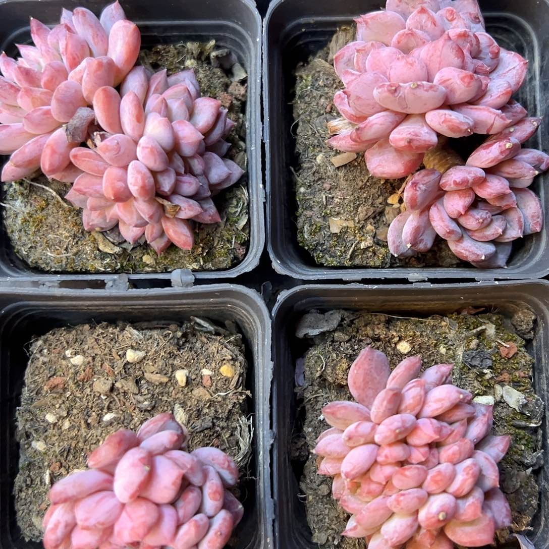 新品单双头混发粉珍妮缀福利价
