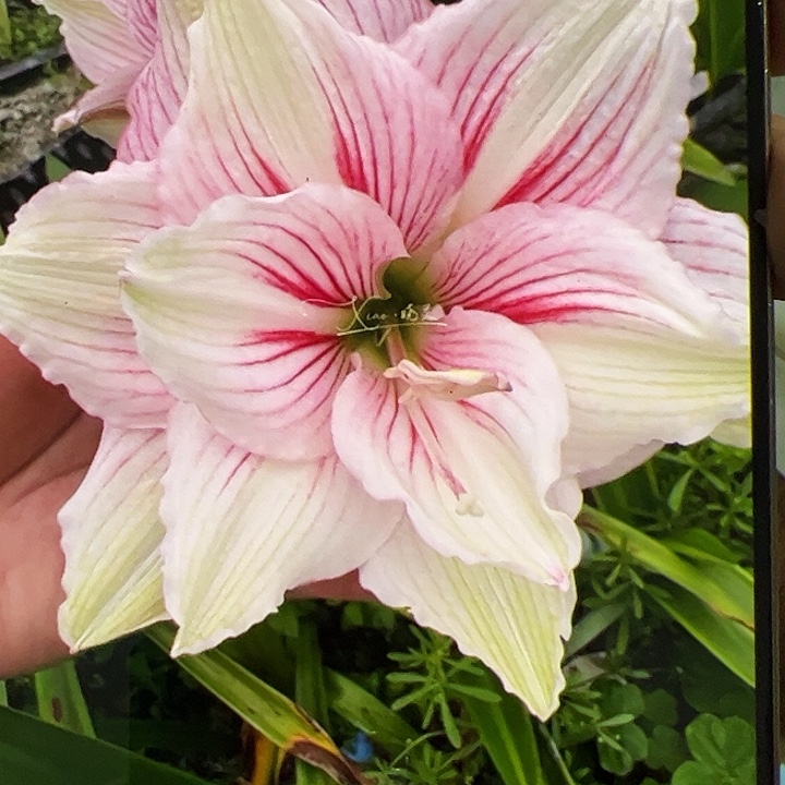 朱顶红437近开花球4cm+