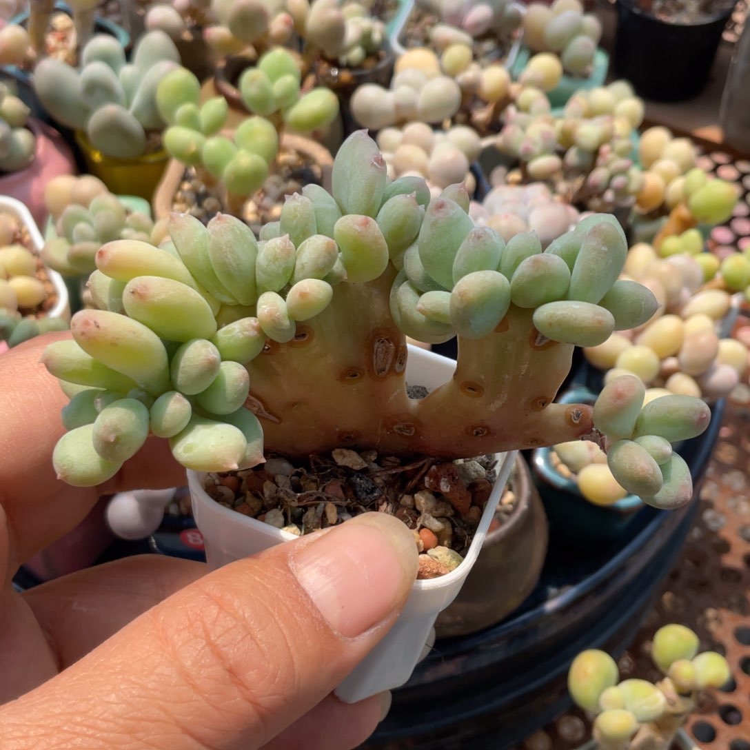 奶缀多肉植物多肉植物