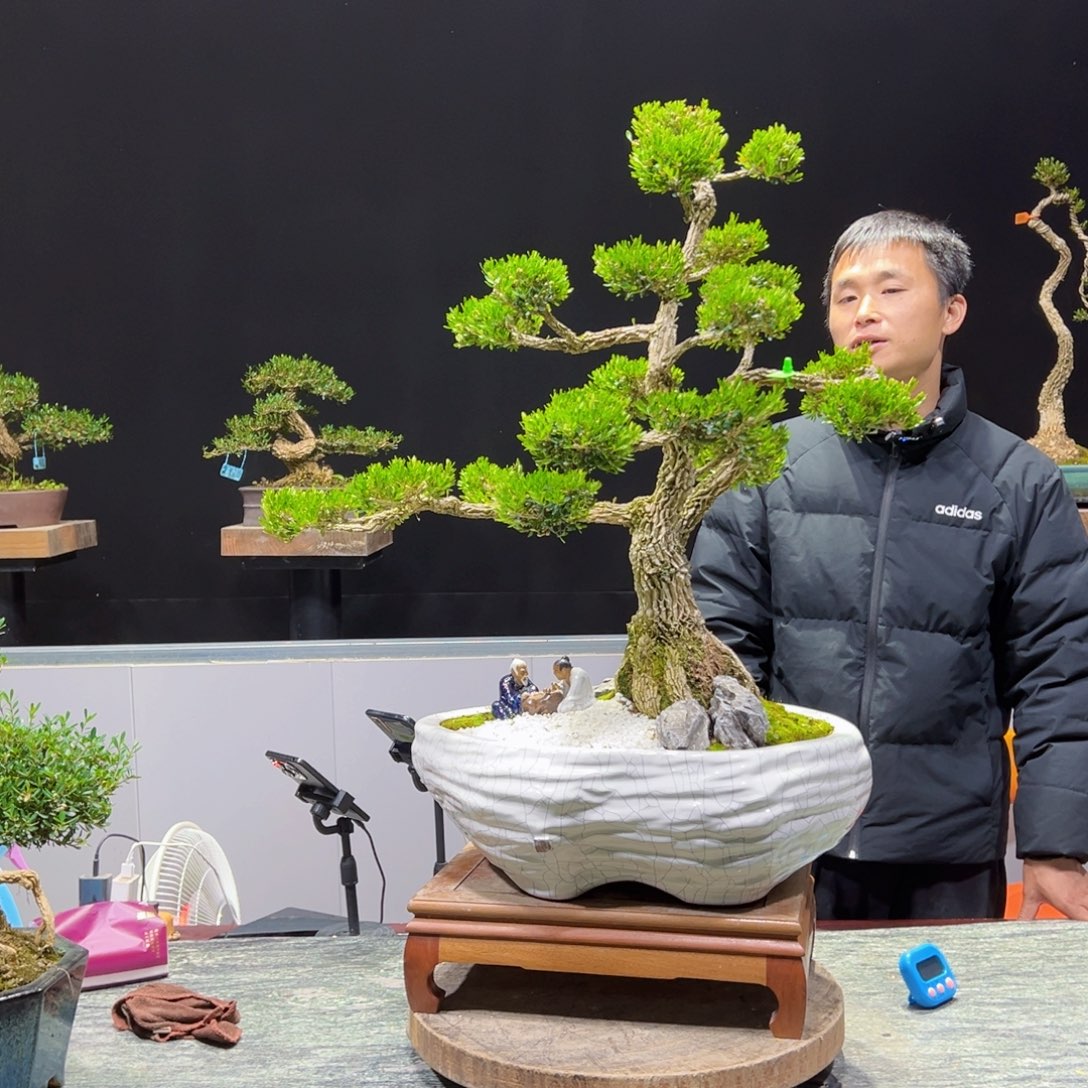 绿植黄杨盆景盆景