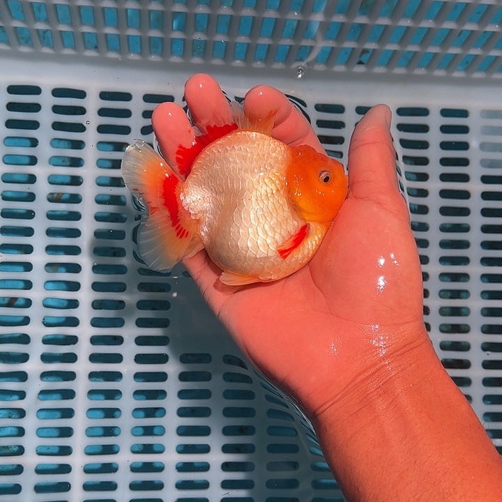 金鱼包邮85818620