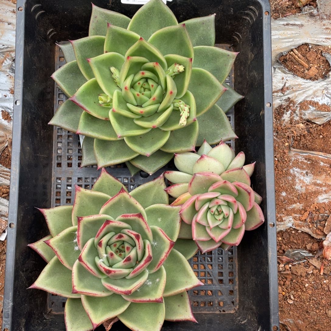 无花朵若如东云组拍E144