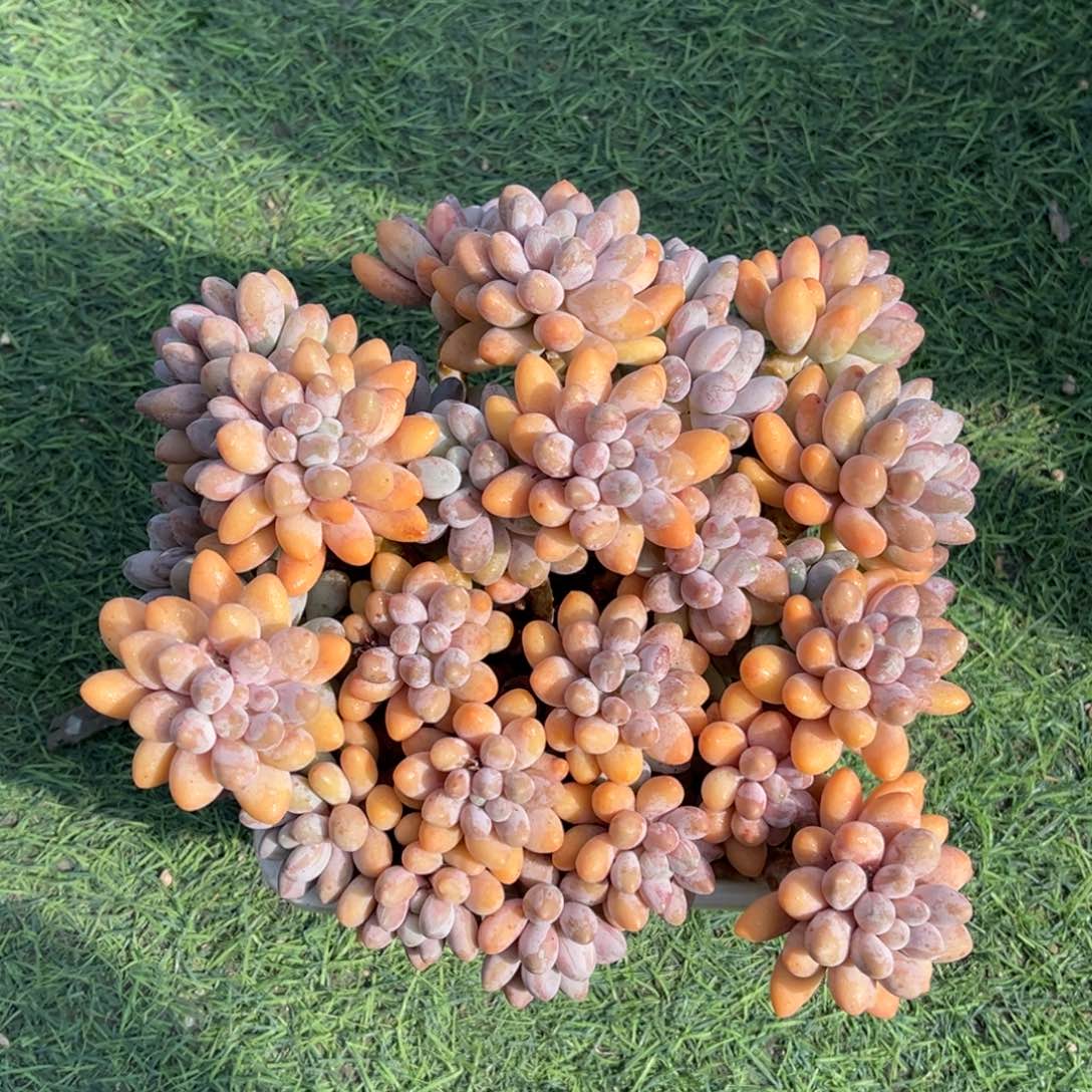 粉恋多头一物一拍