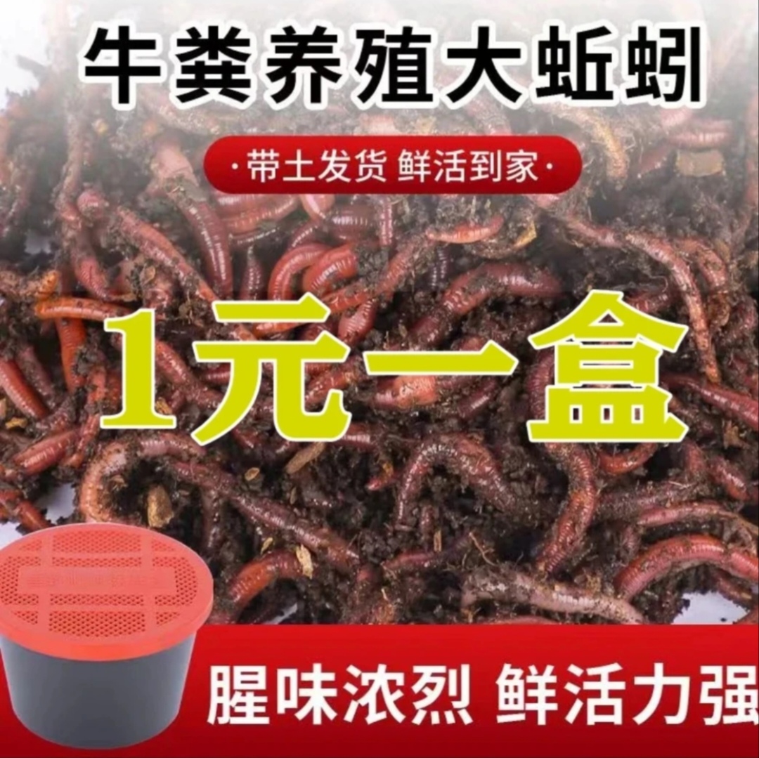 鲜活牛粪蚯蚓（体验装！）盒装